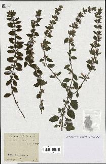 spécimen de Teucrium lucidum