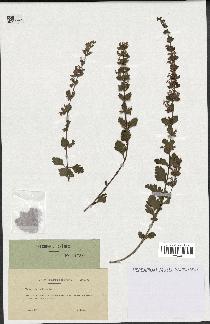 spécimen de Teucrium lucidum