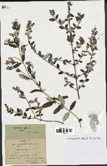 spécimen de Teucrium fruticans