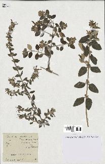 spécimen de Teucrium fruticans