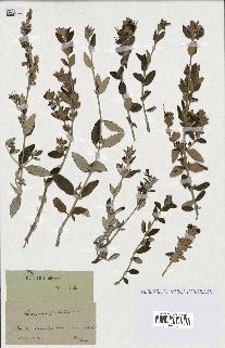 spécimen de Teucrium fruticans