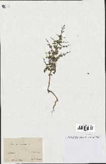 spécimen de Teucrium spinosum