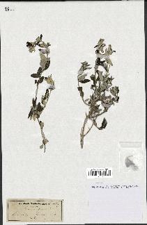 spécimen de Teucrium fruticans