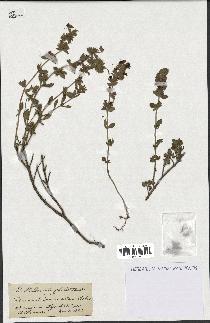 spécimen de Teucrium divaricatum