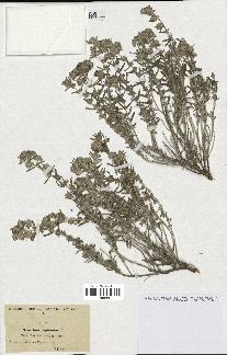 spécimen de Teucrium capitatum