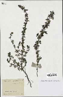 spécimen de Teucrium campanulatum