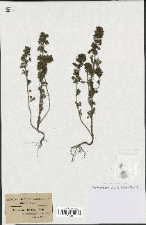 spécimen de Teucrium botrys