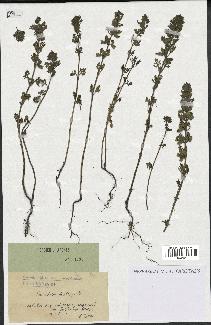 spécimen de Teucrium botrys