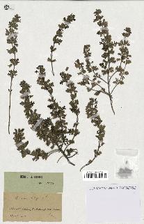 spécimen de Teucrium botrys