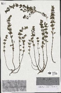 spécimen de Teucrium botrys