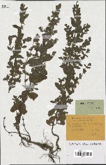 spécimen de Teucrium scordium