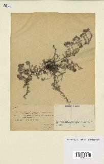 spécimen de Thymus serpyllum