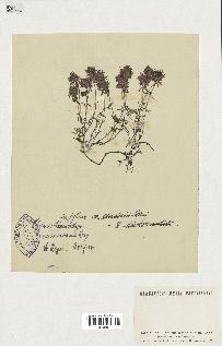 spécimen de Thymus serpyllum