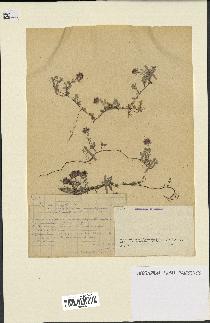 spécimen de Thymus serpyllum