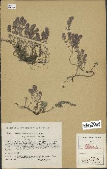 spécimen de Thymus serpyllum