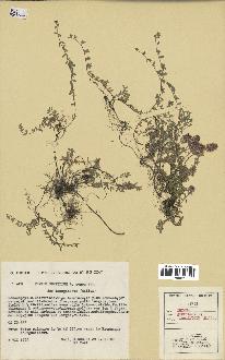 spécimen de Thymus serpyllum