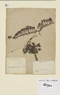 spécimen de Thymus serpyllum