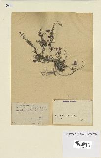 spécimen de Thymus serpyllum