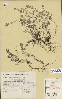 spécimen de Thymus serpyllum