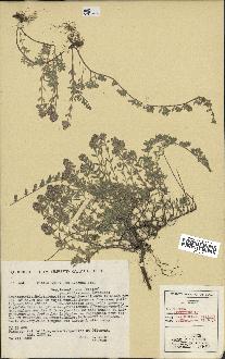 spécimen de Thymus serpyllum