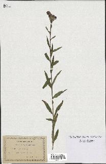 spécimen de Pedicularis resupinata