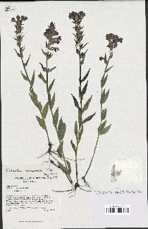 spécimen de Pedicularis resupinata