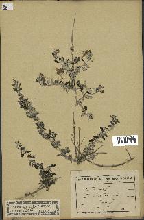 spécimen de Teucrium fruticans