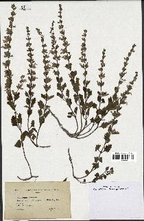 spécimen de Teucrium lucidum