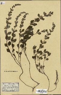 spécimen de Teucrium lucidum