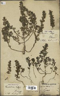 spécimen de Teucrium botrys