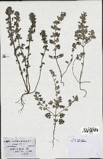 spécimen de Teucrium botrys