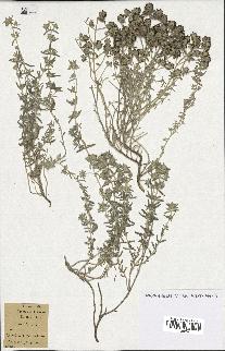 spécimen de Teucrium capitatum