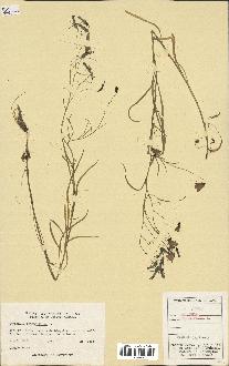 spécimen de Campanula rotundifolia