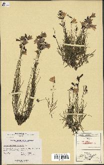 spécimen de Campanula rotundifolia