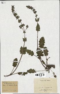 spécimen de Salvia verbenaca