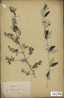 spécimen de Teucrium fruticans