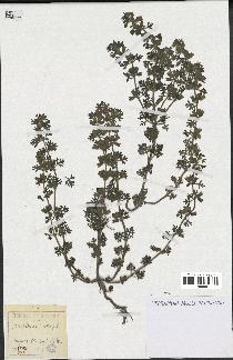 spécimen de Teucrium botrys