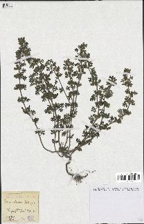 spécimen de Teucrium botrys