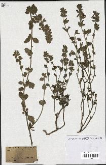 spécimen de Teucrium divaricatum