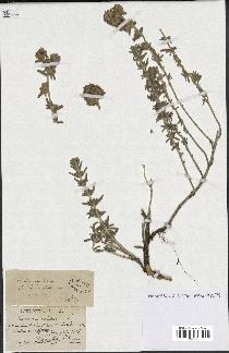 spécimen de Teucrium capitatum