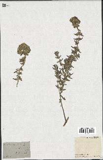 spécimen de Teucrium capitatum