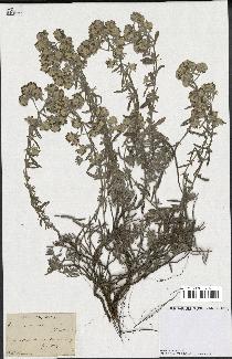 spécimen de Teucrium capitatum