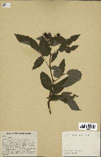 spécimen de Rubus sp.