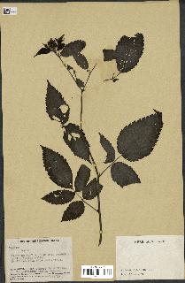 spécimen de Rubus sp.