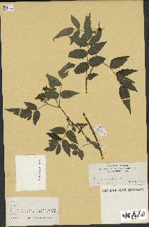 spécimen de Rubus sp.