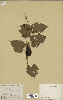 spécimen de Rubus sp.