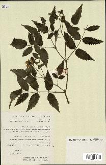 spécimen de Rubus rosaefolius