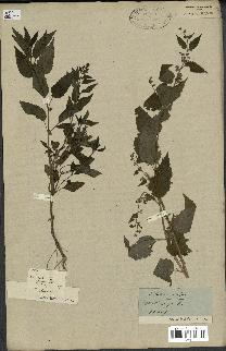 spécimen de Scutellaria lateriflora