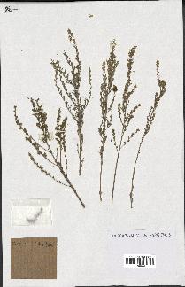 spécimen de Artemisia sp.