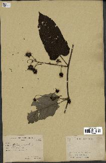 spécimen de Rubus sp.